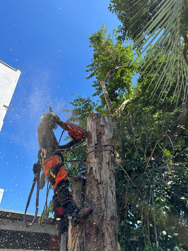 Arborista fazendo supressão de árvore com motosserra e técnica vertical